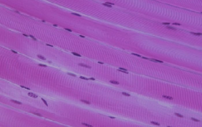 Three Techniques, One System: How to Effectively Characterize Complete Muscle Function