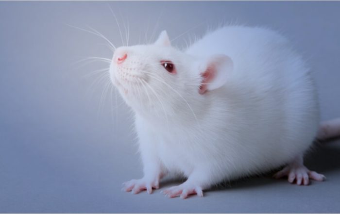 Employing Acoustic, Tactile and PPI Startle Response Procedures in Rodent Behavioral Research