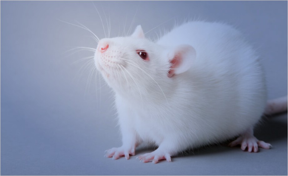 Employing Acoustic Tactile and PPI Startle Response Procedures in Rodent Behavioral Research