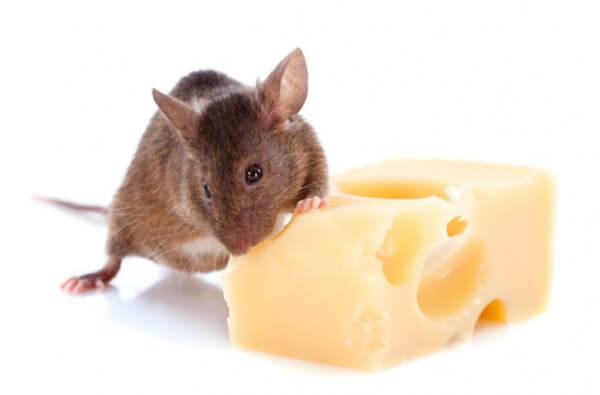 Pregnancy and Exercise: How Metabolism and Motivation are Affected in Expecting Mouse Mothers