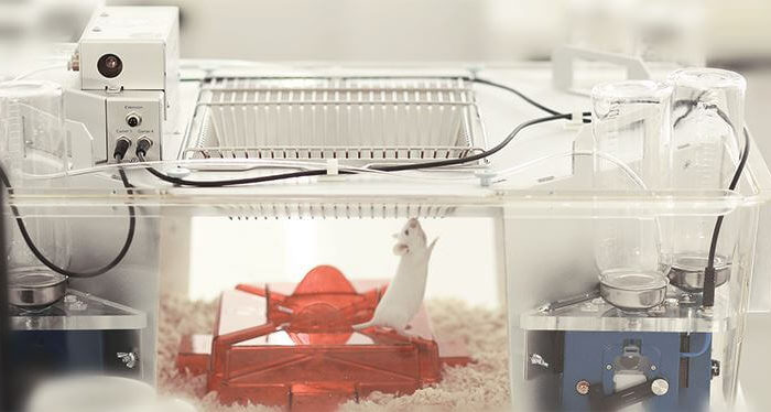 Webinar Review: Experts provide insight into high-throughput cognition testing of individual rodents within their social environment
