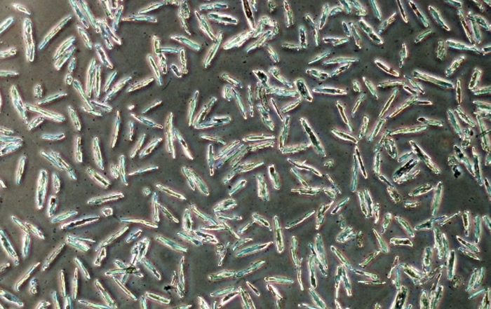 InsideAnswers: Techniques and Best Practices for Cardiomyocyte Isolation