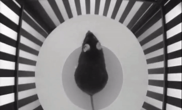 Measuring Visual Acuity and Contrast Sensitivity by Optomotor Reflex in Rodents feature
