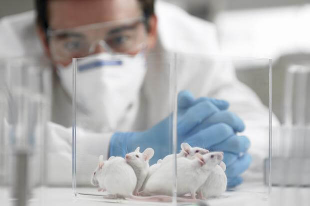 Understanding the Translational Value of PV Loops from Mouse to Man