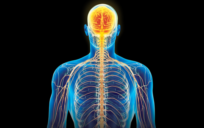 Microneurography: Recording Nerve Traffic Via Intraneural Microelectrodes in Awake Human Subjects