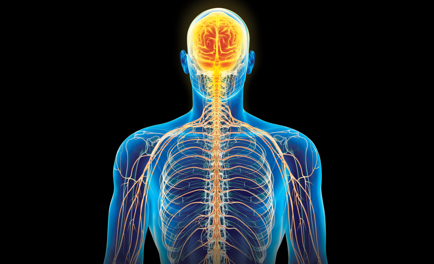 Microneurography: Recording Nerve Traffic Via Intraneural Microelectrodes in Awake Human Subjects