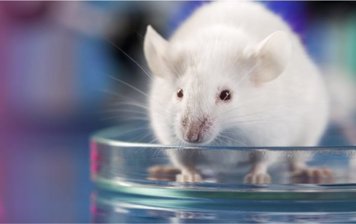Measuring Long-Term, Wireless EEG in Rodents using Epitel-Epoch and BIOPAC Systems