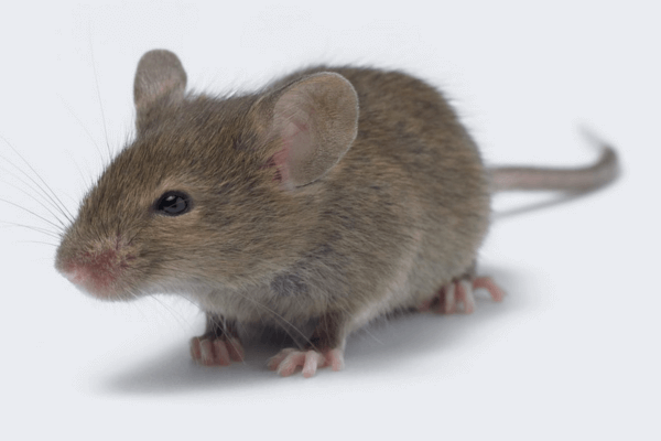 Measuring Energy Balance in Mice from VO2/VCO2