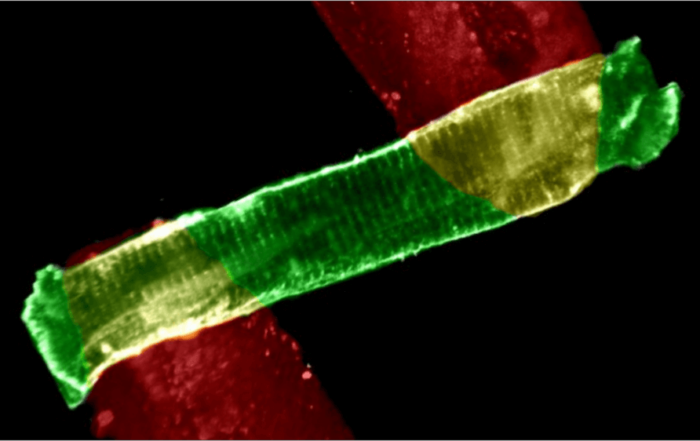 Measuring Force in Single Heart Cells