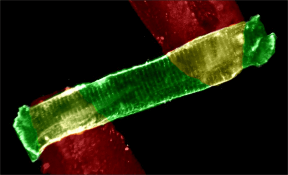 Measuring Force in Single Heart Cells