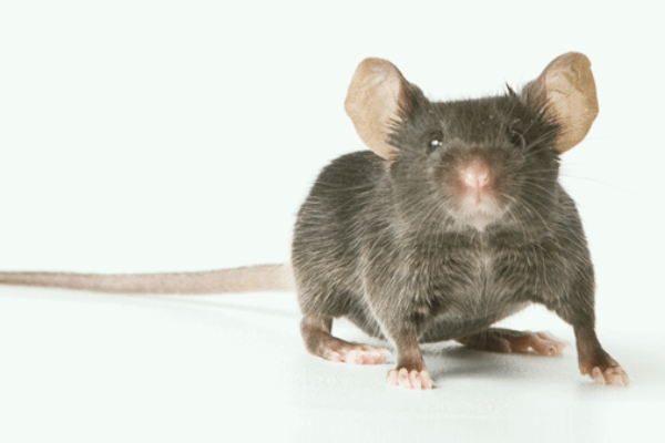 Advancements in Modern Startle Response Systems