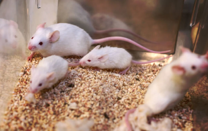 24/7 Automated Behavior Tracking for Rodent Safety Pharmacology and Phenotyping