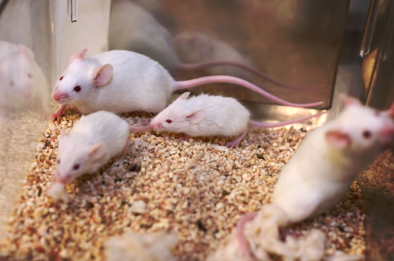 24/7 Automated Behavior Tracking for Rodent Safety Pharmacology and Phenotyping