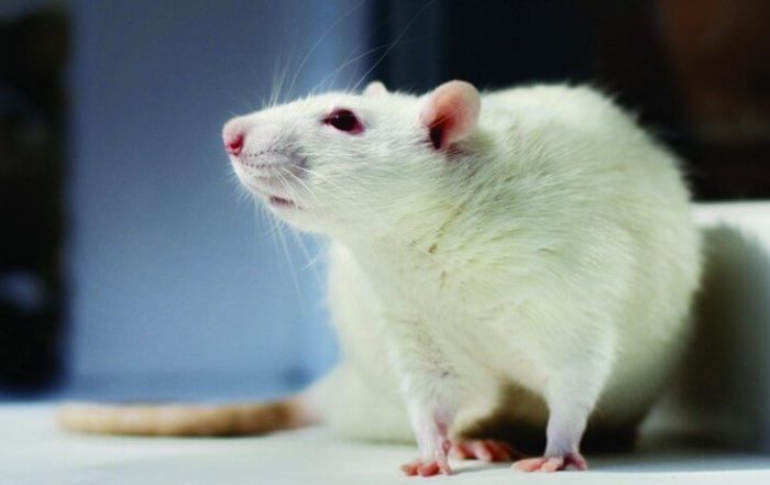 Using Touchscreen Operant Systems to Study Cognitive Behaviors in Rodents