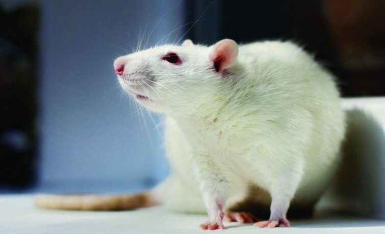 Using Touchscreen Operant Systems to Study Cognitive Behaviors in Rodents