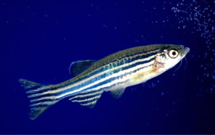Studying Social Behavior and Locomotor Activity in Zebrafish