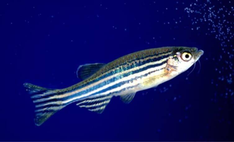 Studying Social Behavior and Locomotor Activity in Zebrafish