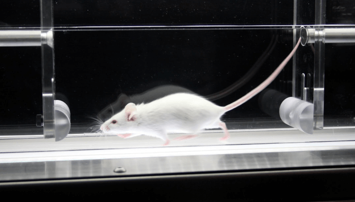 Gait Analysis in Laboratory Animals: Studying Coordinated Movement and Associated Disorders