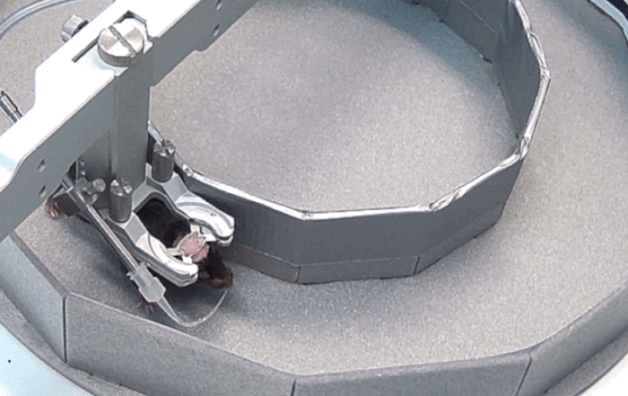 Place Cell Mapping and Stress Monitoring in Head-Fixed Mice Navigating an Air-Lifted Homecage