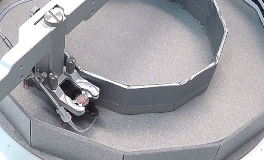 Place Cell Mapping and Stress Monitoring in Head-Fixed Mice Navigating an Air-Lifted Homecage