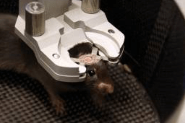 Making Optical and Electrophysiological Measurements in the Brain of Head-Fixed