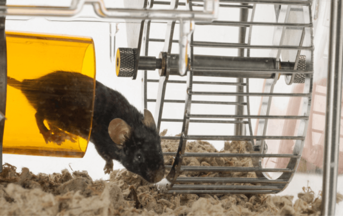 Integrating Metabolic Phenotyping with Behavioral Neuroscience