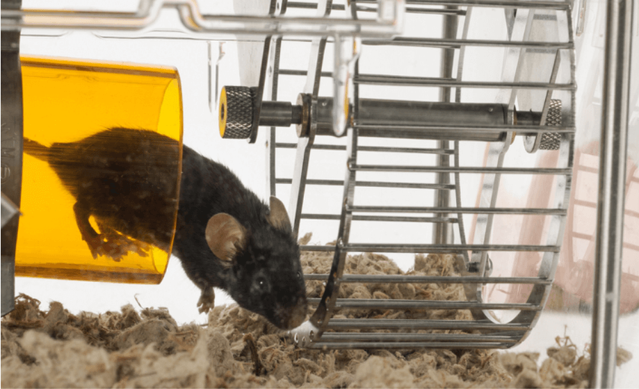 Integrating Metabolic Phenotyping with Behavioral Neuroscience
