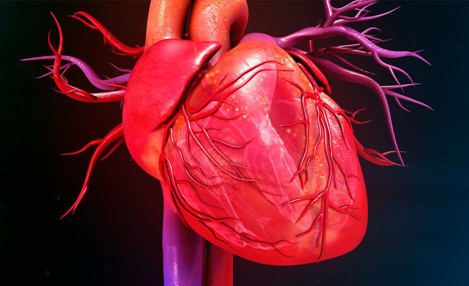 Experimental Considerations when Planning Chronic Models of Cardiovascular Disease in Rodents