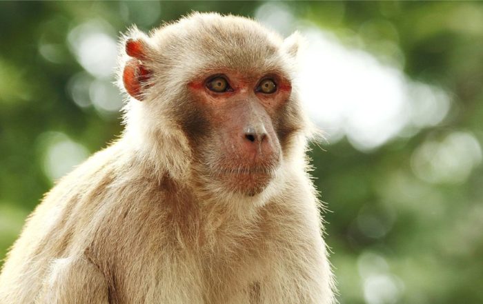 Wireless Recording Technologies for in vivo Electrophysiology in Conscious, Freely Behaving Non-Human Primates