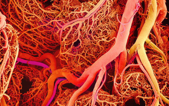 Measuring Tissue Perfusion and PO2 in Conscious Animals to Investigate Organ Failure