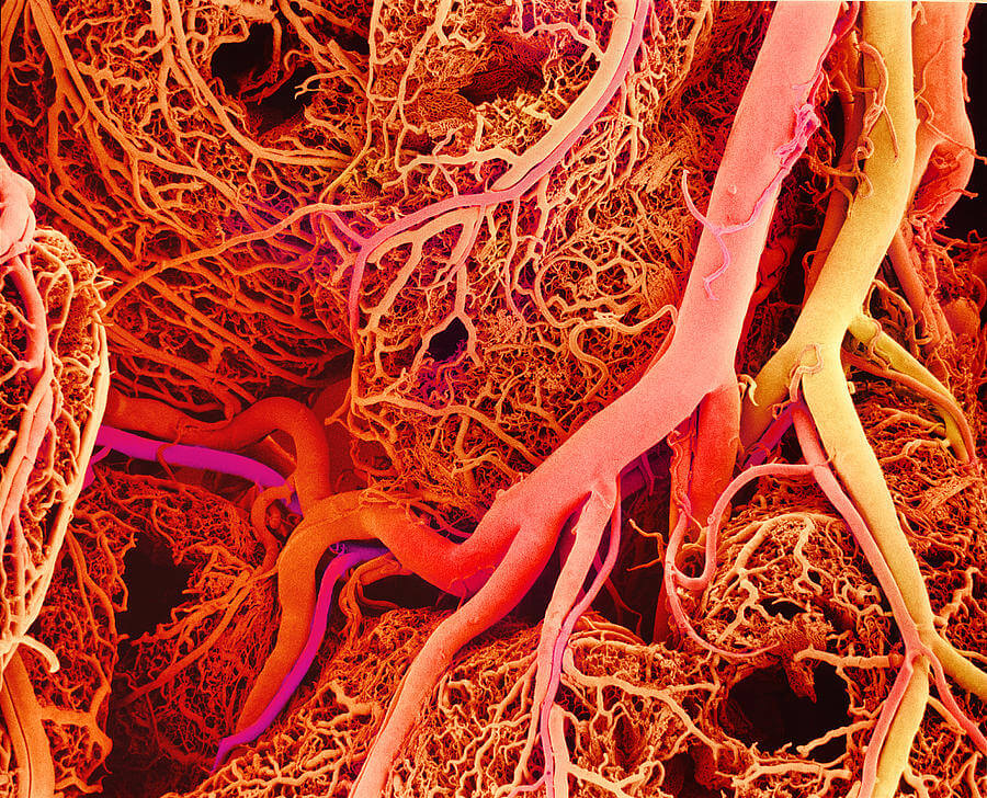 Measuring Tissue Perfusion and PO2 in Conscious Animals to Investigate Organ Failure