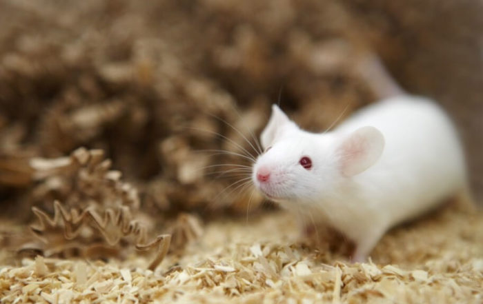 How to Investigate Behavior and Cognitive Abilities of Individual Rodents in a Social Group