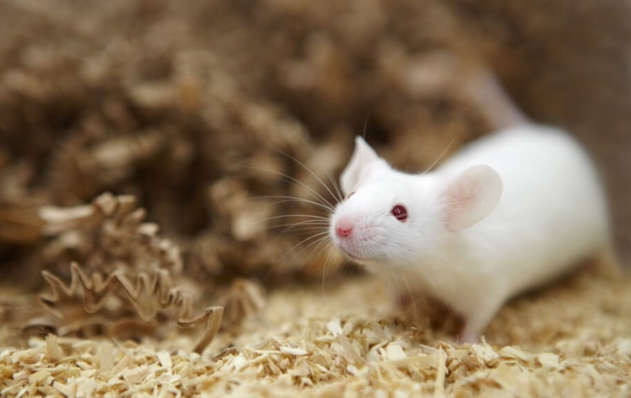 How to Investigate Behavior and Cognitive Abilities of Individual Rodents in a Social Group
