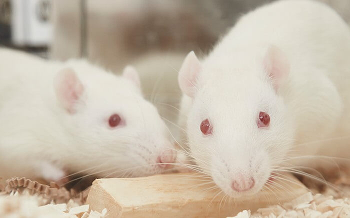 Monitoring Food Intake, Water Intake and Ingestive Behavior In Group-Housed Rodents