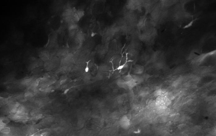 Advances in Sub-cellular and Cellular in vivo Imaging for Systems Biology