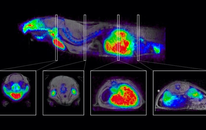 Hybrid PET/MR Enables Exploration of New Science Areas