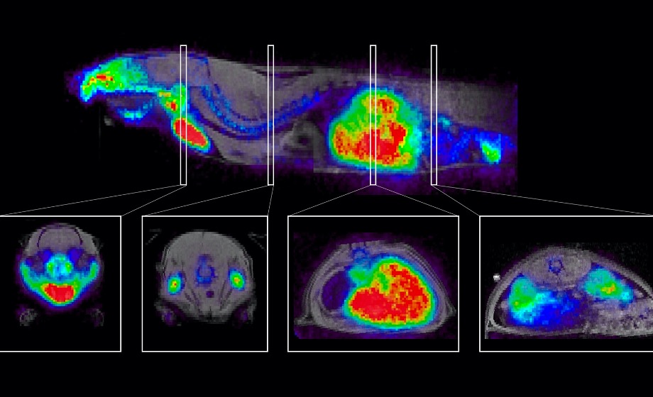 Hybrid PET/MR Enables Exploration of New Science Areas