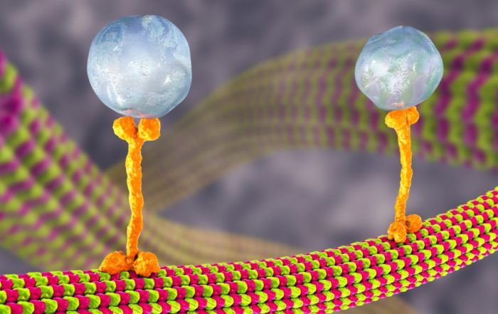 Endocytosis and Endosome Trafficking: Roles in Coronavirus Uptake and Cell Signaling