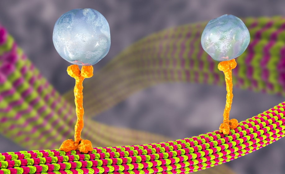 Endocytosis and Endosome Trafficking Roles in Coronavirus Uptake and Cell Signaling