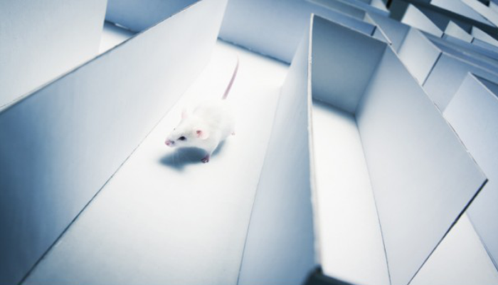 Animal Behavior Video Tracking Using ANY-maze Software