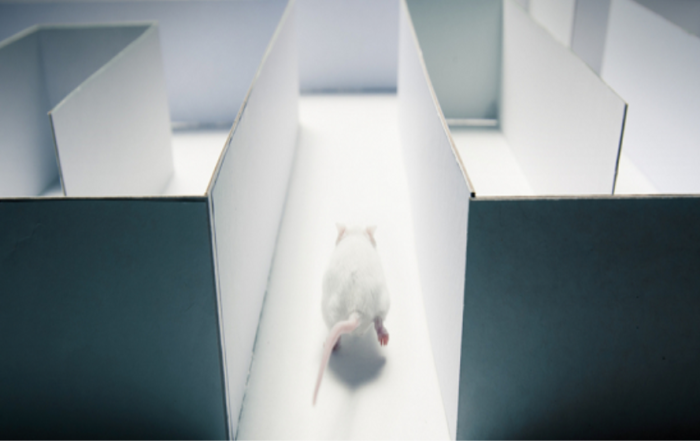 Animal Behavioral Neuroscience 2015
