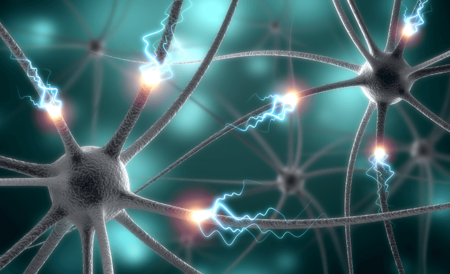 The brain as a whole: Executive neurons and sustaining homoeostatic glia
