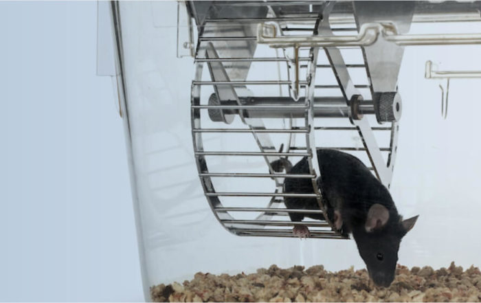 From Pregnancy to Menopause: Studies of Physical Activity, Behavior, and Energy Balance in Mice