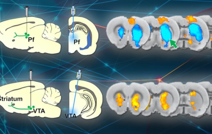 Stimulating and Recording Neuronal Activity During Traditional fMRI, and the Benefits When Doing This at “Zero” Echo Time