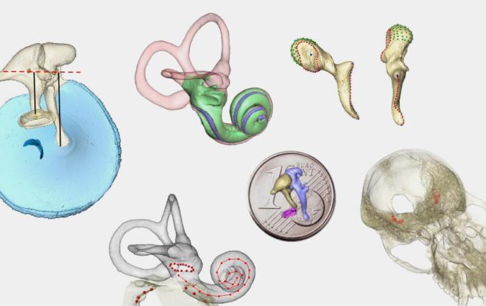 Ear Evolution in Fossil Mammals