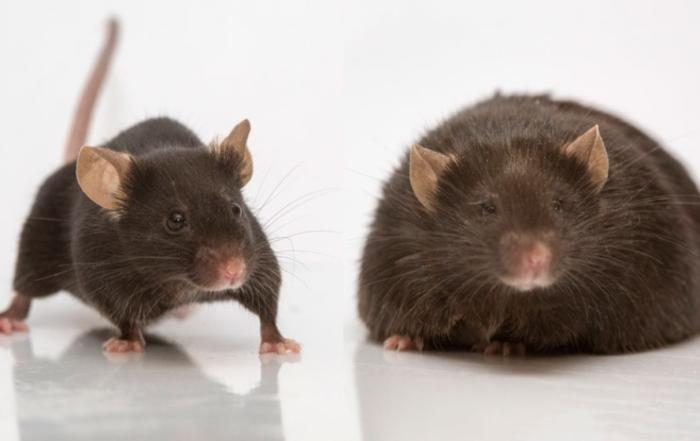 Comfort Food: Effects of Stress and High-Fat Diets on Neuronal Activity and Mitochondrial Remodeling in Mice