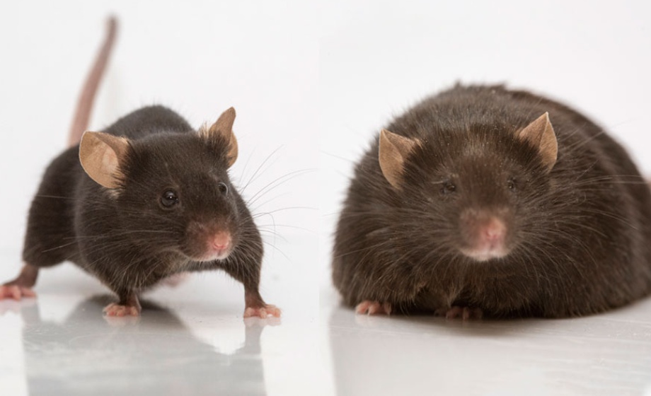 Comfort Food: Effects of Stress and High-Fat Diets on Neuronal Activity and Mitochondrial Remodeling in Mice