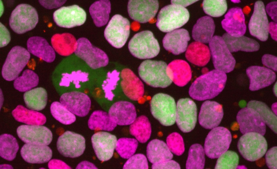 Visualising Human Stem Cell Dynamics By Multicolour, Multi-Day High-Content Microscopy