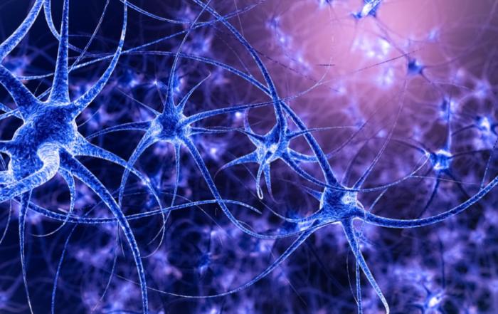 How Estrogen Influences Respiratory Function and Spinal Respiratory Neuroplasticity