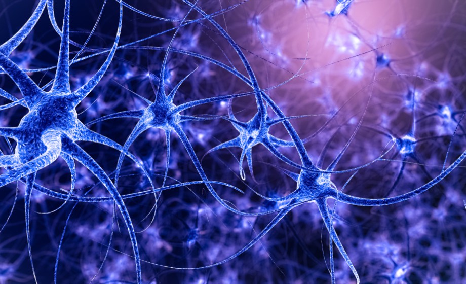 How Estrogen Influences Respiratory Function and Spinal Respiratory Neuroplasticity